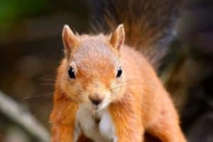 Red squirrel