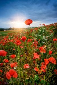 Lesbury poppies