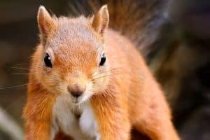 Red squirrel